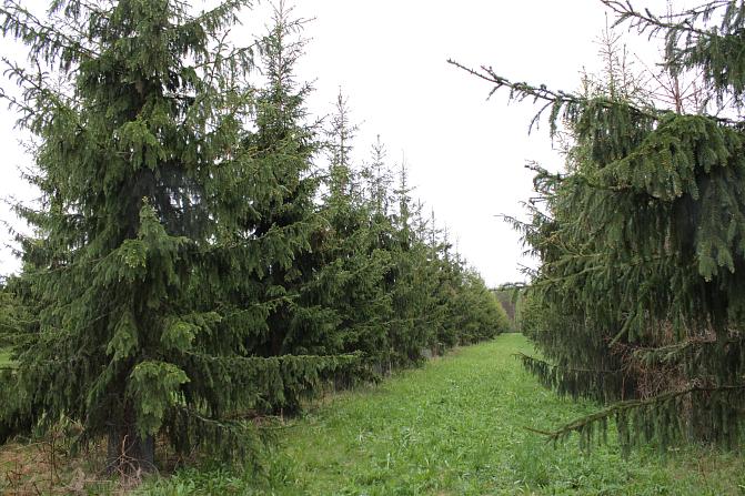 Kuusen siemenviljelys 18 vuoden iässä.