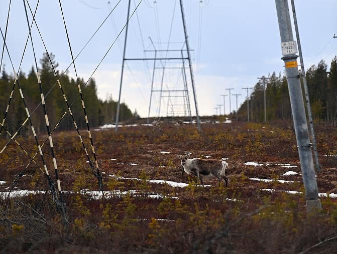 Porotuuli -hankkeen kuva
