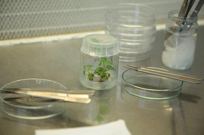 Solukkomonistuksessa käytettäviä välineitä: matalia lasimaljoja, pinsettejä ja kirurgin veitsiä. Lasipurkki, jossa on pieniä jalavantaimia kasvatusalustalla.