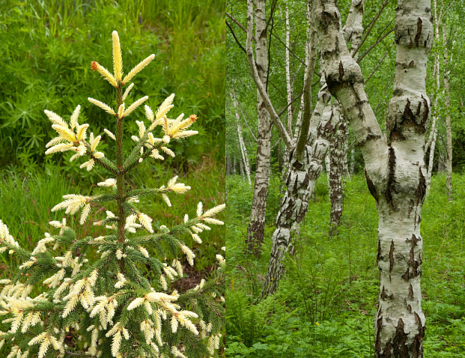 Kaksi erikoisen muotoista puuta.