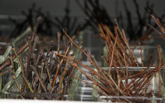 Lasipurkkeja, joissa on lehdettömiä jalavan oksankärkiä