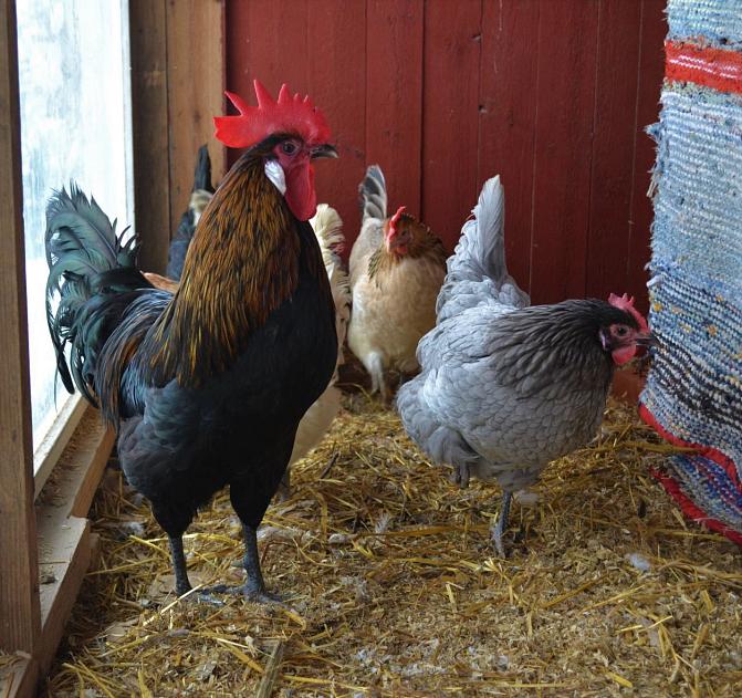 Maatiaiskanan hämeenkannan parvi. Mustankirjava kukko ja harmaa ja vaaleanruskea kana.