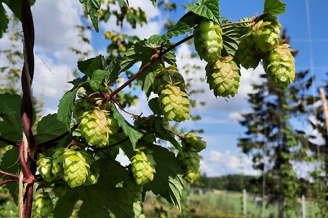 Humala-kasvin käpyjä