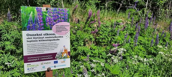 Soolotalkoiden opaskyltti lupiinin omatoimiseen torjuntaan. Taustalla lupiinikasvustoa.