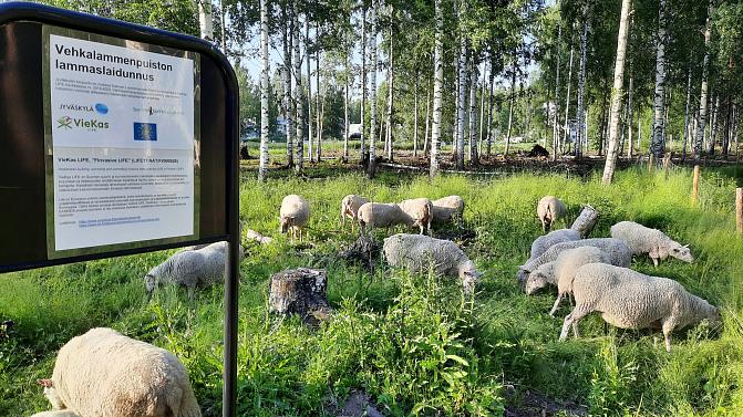 Lampaita laiduntamassa lehtomaisemassa. Taustalla koivuja. 