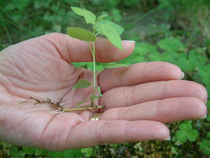 Haavan juurenpätkä, johon on kasvanut verso ja juuret. Tämä haavan juuripistokas on henkilön kämmenellä.