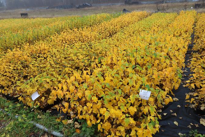 Taimitarha, jossa visakoivun kloonitaimia keltaisessa syysvärissä.