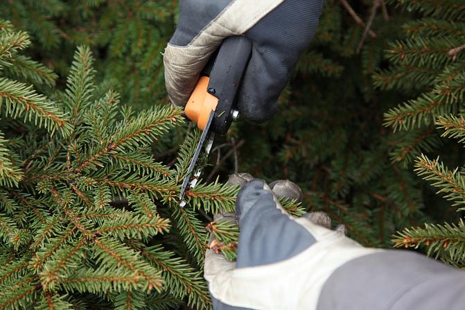 Kuusen oksan kärki, jota henkilö leikkaa oksasaksilla.