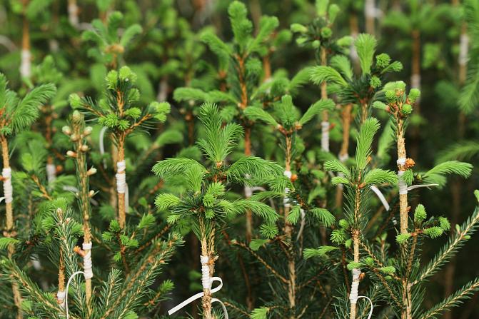 Kuusentaimia, joihin silmustettuja silmuja verson sivussa ja kumilenkit kääritty silmustuskohdalla verson ympäri. Perusrungon silmut puhjenneet ja kerkät kasvaneet.