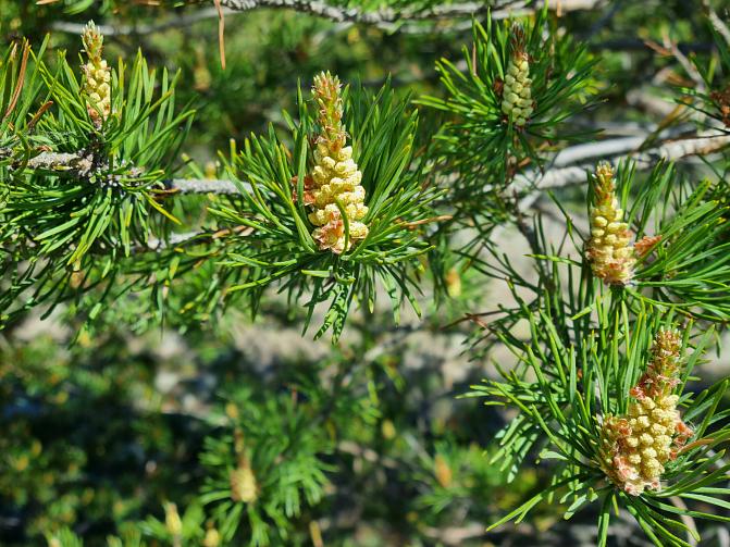 Männyn oksia, joissa keltaisia hedekukintoja.