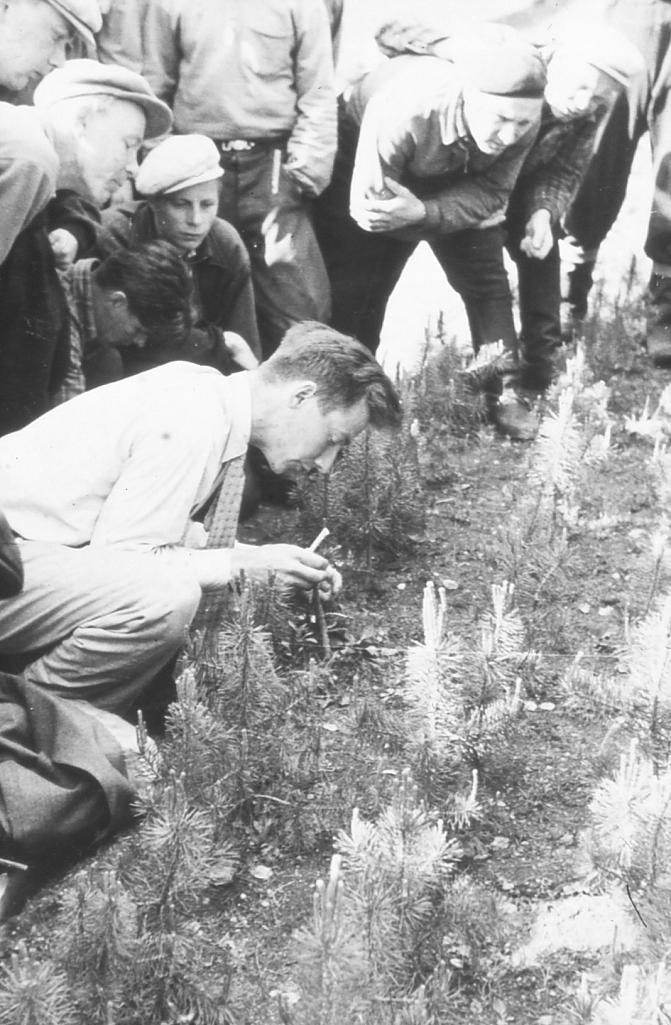 Mies on kyyristyneenä tekemässä mäntyvartetta ja muut miehet katselevat tarkasti.