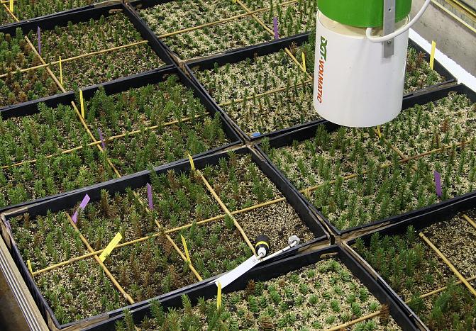 Kuusen pistokkaita juurtumassa taimilaatikoissa kasvihuoneessa.