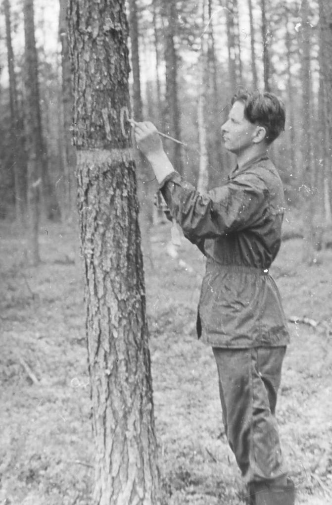 Mies seisoo männyn vieressä ja maalaa sen runkoon pluspuunumeroa.