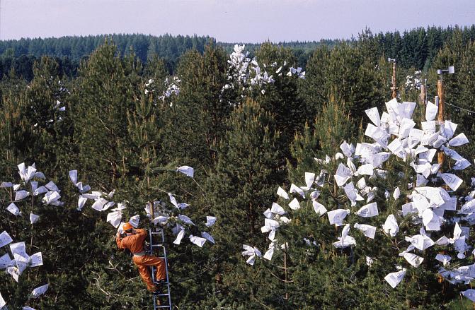 Männyn vartekokoelma, jossa joidenkin vartteiden latvuksissa paljon risteytyspusseja. Mies seisoo tikkailla ja tekee risteytystyötä.
