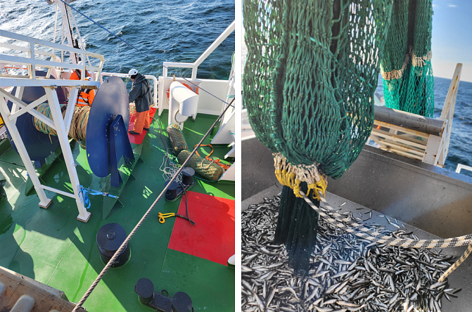 Trålning efter sill och skarpsill i Östersjön. Till vänster två män i arbete, till höger en trålsäck full med fisk som lossas på ett fartyg.