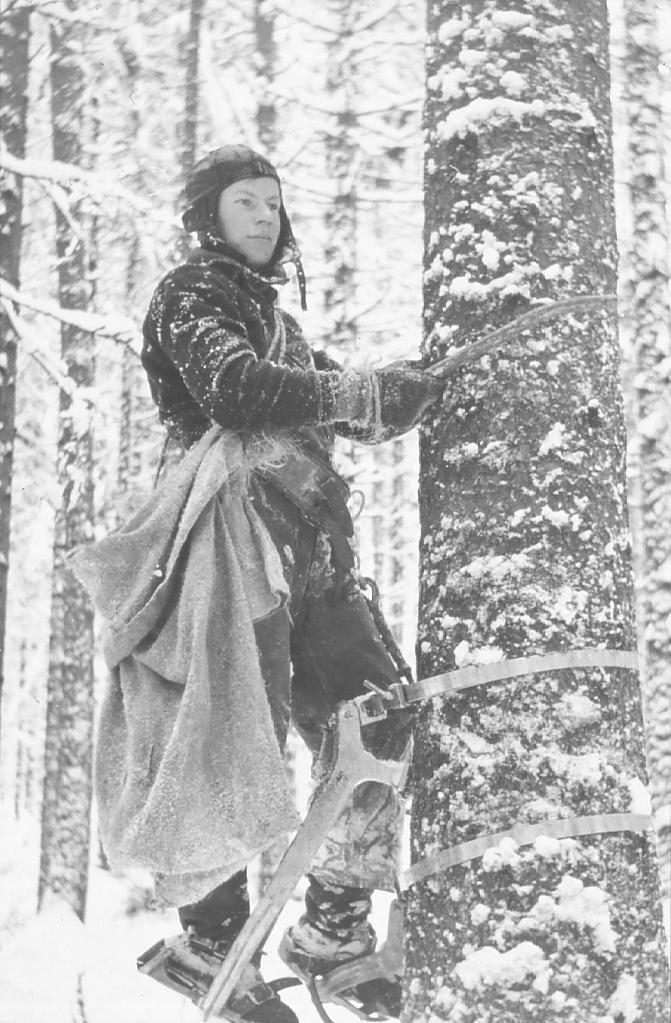 Mies kiipeää lumiseen puuhun jalassa tolppakengät ja mukana säkki varteoksia varten.