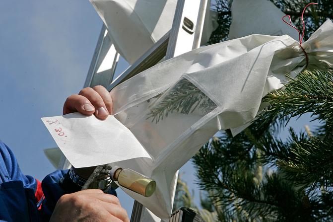 Männyn oksa suljettuna valkoiseen pussiin, jossa on läpinäkyvä ikkuna. Henkilön kädessä siitepöly-ruisku.