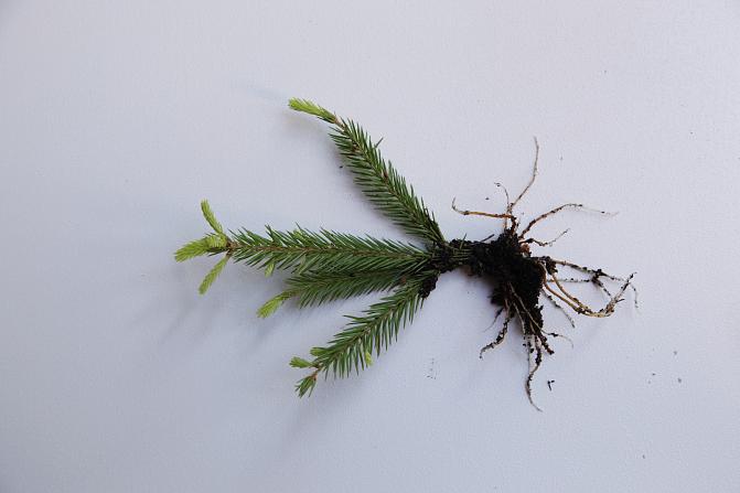 Kuusen pistokas, jossa juuret.