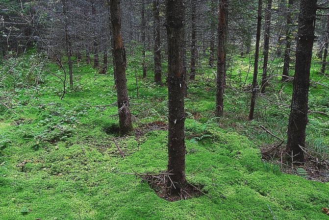 Korpiturvekankaan ennallistamien ojapadoilla ja puuston ryhmäkaulauksella