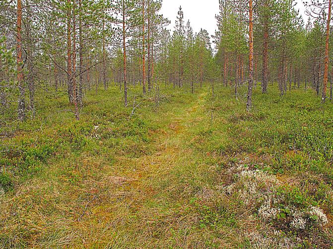 Karu, ojitettu tupasvillaräme on ennallistunut itsestään