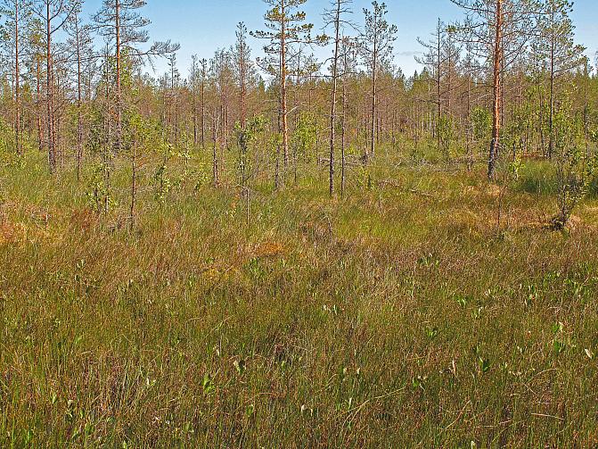 On epäselvää, muuttuuko ennallistettu, lievästi rimpinen sararäme metaanin päästölähteeksi 
