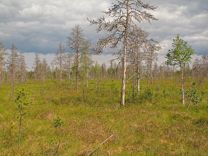 Ennallistetun tupasvillasararämeen kuollutta puustoa