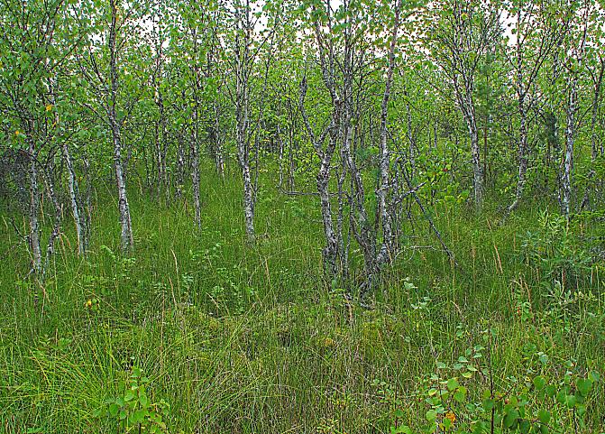 Ennallistetun koivuleton monimuotoisuusarvo on korkea