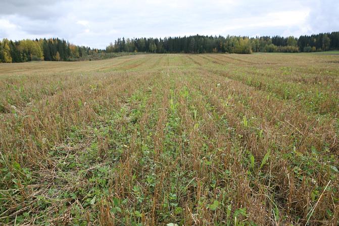 Monilajien seos kasvaa syksyllä vahvasti.