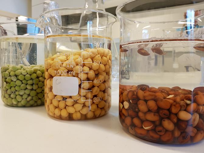 Fermented pulses as healthy and nutritious plant-based protein sources ...