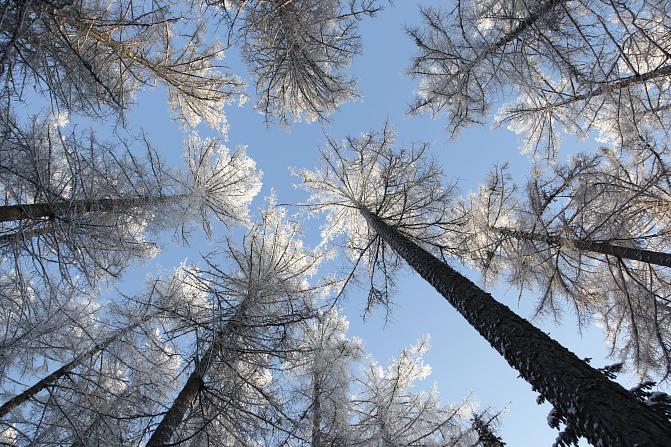 Kookkaiden arkangelinlehtikuusten latvukset talviasussa taivasta vasten piirtyneinä.