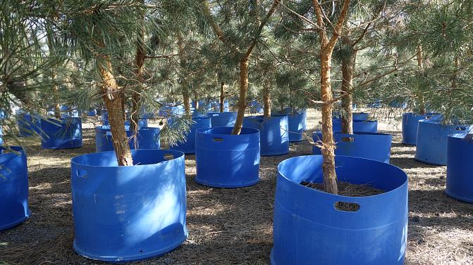 Mäntyvartteita suurissa sinisissä muoviruukuissa. 