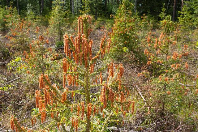 Kuusen taimia, joissa hallan vauroittamia, ruskeita vuosikasvaimia.