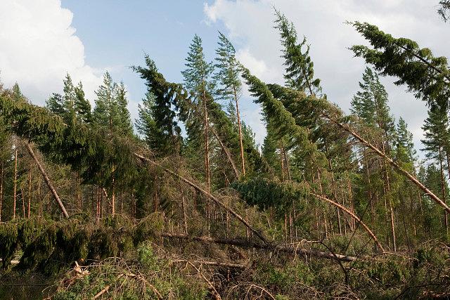 Myrskyn kaatamaa metsää.