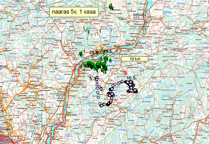 Esimerkkikuva hirvien liikkeistä - Viisivuotias naaras ja sen vasa Lapissa