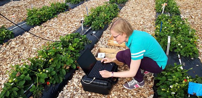 Tutkija käyttelee kannettavaa tietokonettaan mansikkapenkkien äärellä.