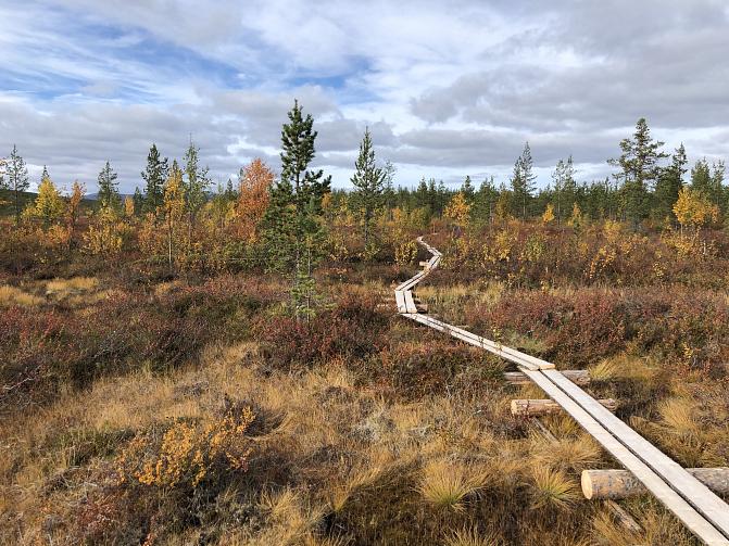 pitkospuut suon poikki Pallaksella
