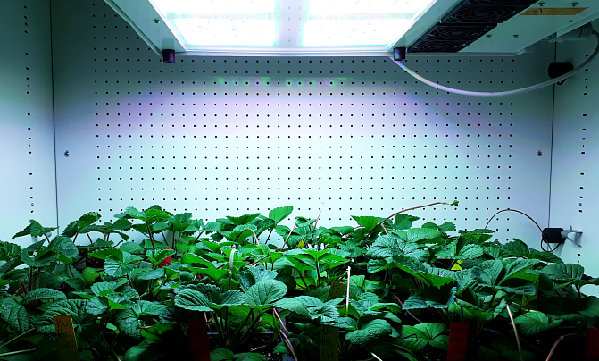 Mansikantaimia kaapissa, joka on ylhältä valaistu kasvatuslampulla.