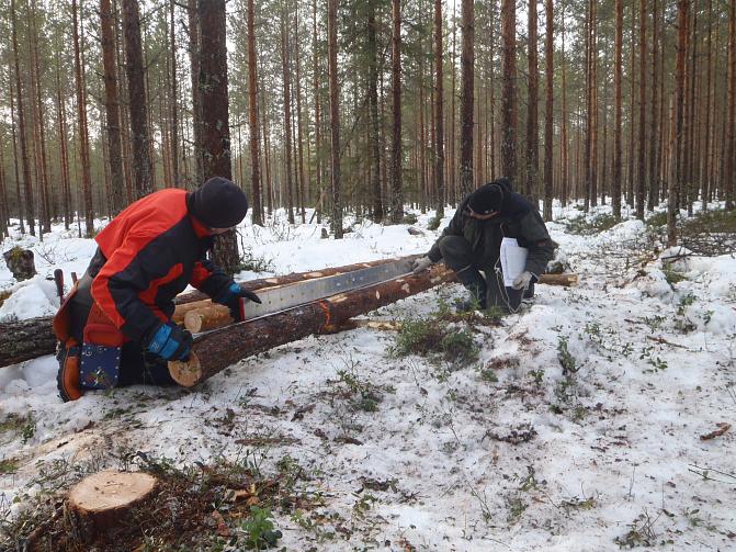 Hirvituhojen tutkimista tutkimusmetsässä. Koesarjalta otettiin koepuita vuonna 2014. Kaadon yhteydessä tukeista mitattiin ulkoisia laatutunnuksia kuten oksaisuutta ja mutkia. Kuvan puusta kokeen perustamisvaiheessa katkaistu ylin vuosikasvain.