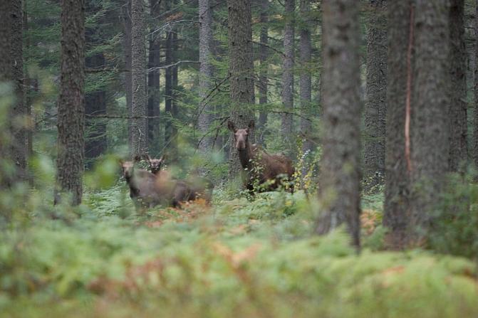 Kaksi hirveä seisoo kesäisessä havumetsässä