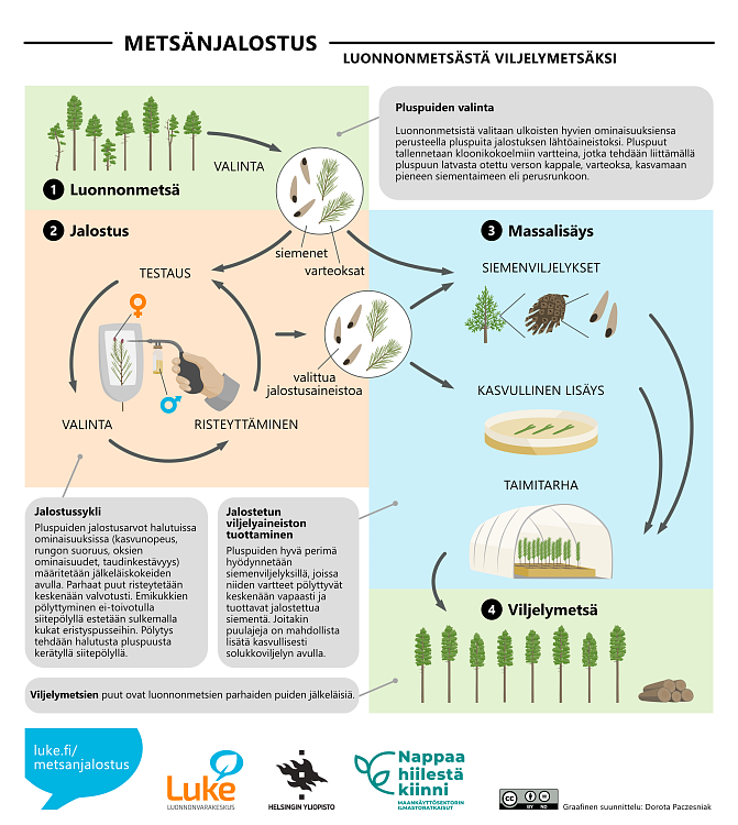 Metsänjalostus. Luonnonmetsästä viljelymetsäksi. Luonnonmetsänpuita ja niistä kerättyjä siemeniä ja varteoksia. Jalostussyklin tuottamaa aineistoa massalisäykseen siemenviljelykseen: varte, käpy ja siemeniä sekä kasvulliseen lisäykseen: alkioita petrimaljalla. Taimitarha ja taimia. Viljelymetsä.