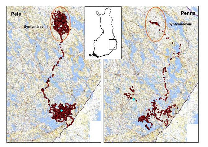 Esimerkkikuva nuorten susien dispersaalista 2016–17