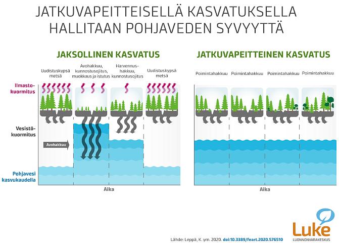 Infograafi, joka esittää, miten jatkuvapeitteisellä metsänkasvatuksella hallitaan pohjaveden syvyyttä.