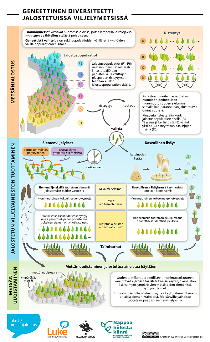 Geneettinen monimuotoisuus jalostetuissa viljelymetsissä. Kuvan sisältämä informaatio on selitetty sivun tekstissä.