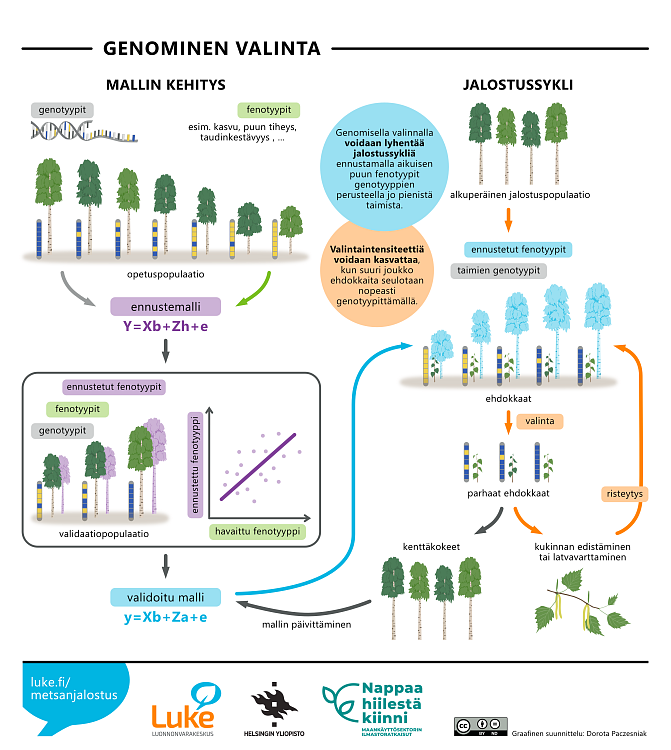 Genominen valinta. Erilaisia koivuja ja niiden DNA-genotyypit. Ennustemallin validointi. Pieniä taimia, joille ennustetaan aikuisiän fenotyyppi mallin avulla. Koivuja kenttäkokeessa ja kukkiva oksa.