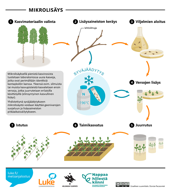 Koivuja ja niistä otettu oksa, jossa lehtisilmuja. Silmut kasvatusalustalla petrimaljalla, eri-ikäisiä solukkotaimia petrimaljalla ja koeputkissa. Kryotankki. Taimia kennostossa ja maastoon istutettuna. Piirroskuva.