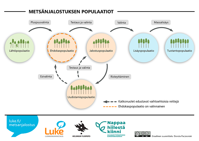 Metsänjalostuksen populaatiot. Kuvan sisältämä informaatio on selitetty sivun tekstissä.