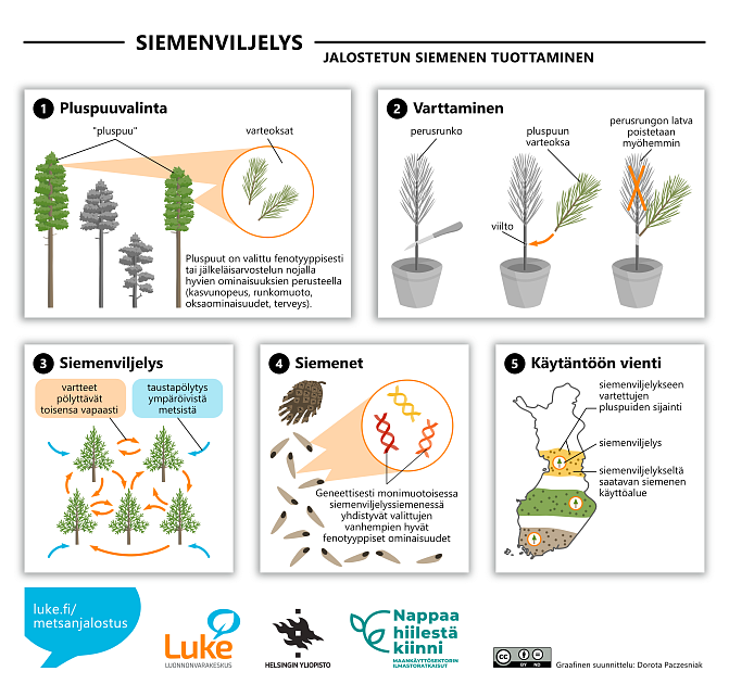 Jalostetun siemenen tuottaminen siemenviljelyksessä. Kuvan informaatio selitetään tekstissä.