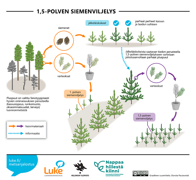 Ensimmäisen polven ja 1,5-polven siemenviljelyksen ero. Kuvan informaatio on selitetty tekstissä.