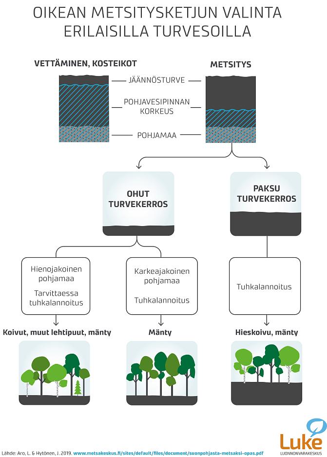Infograafi, joka kertoo oikean metsitysketjun valinnasta erilaisilla turvesoille. 