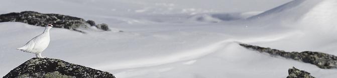 Valkoinen kiiruna kiven päällä talvisessa maisemassa